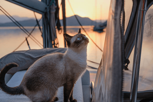 Pet-Friendly Charter