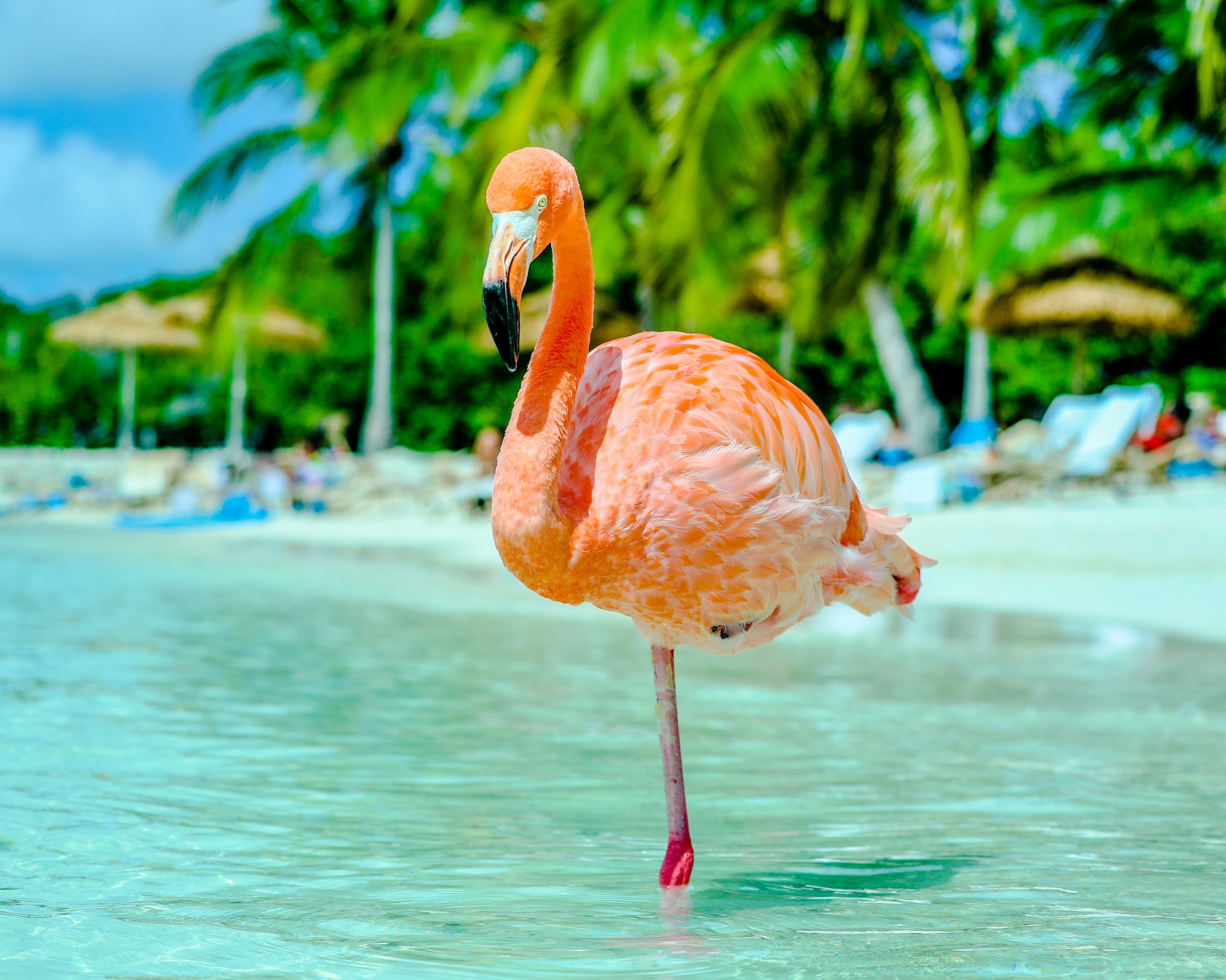 Leeward Antilles