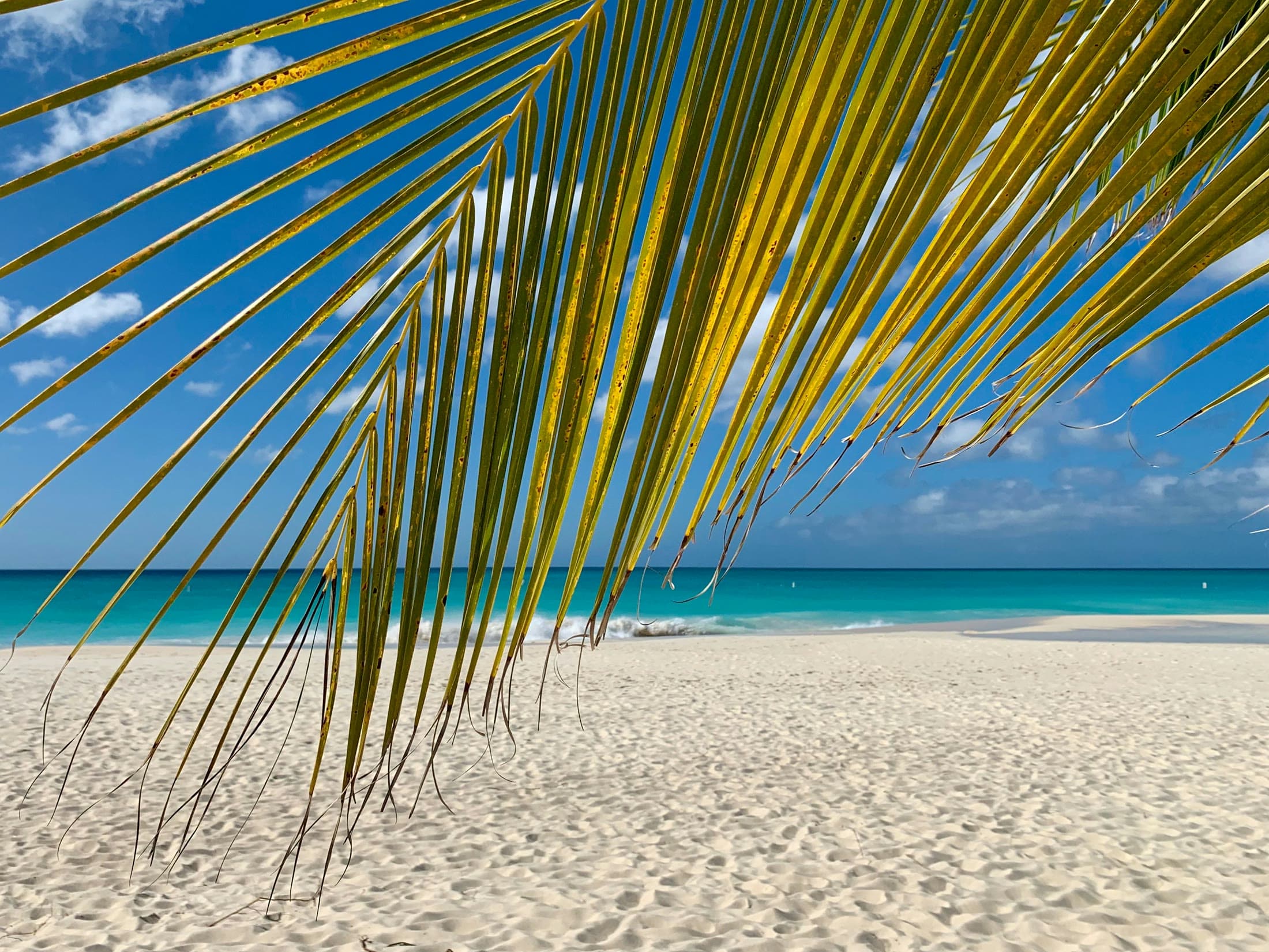 Palm frond framing powder-white sands