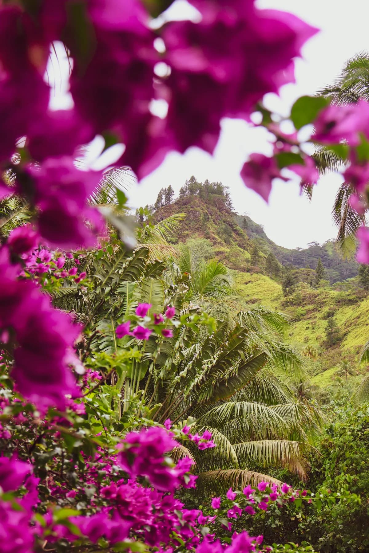 Tropical flowers in the islands