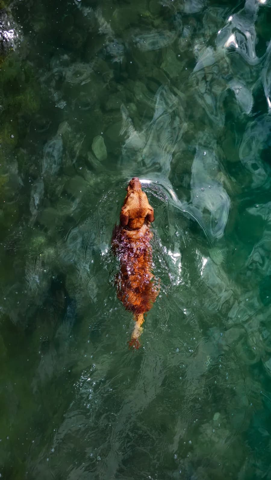 Dog swimming in clear green water