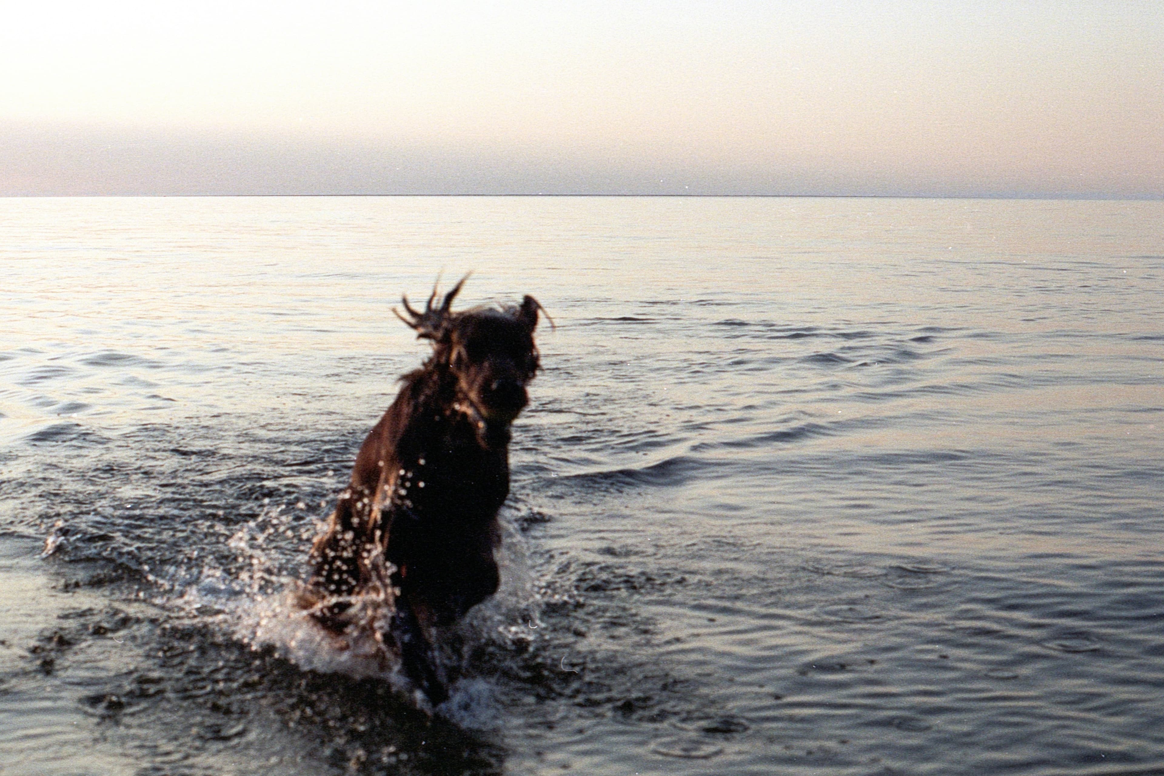 lone horse splashing through calm sea at golden dusk