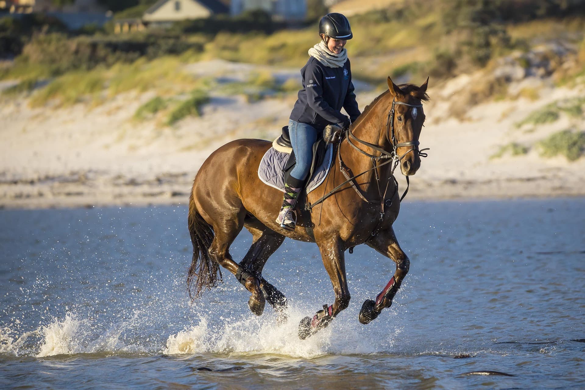 rider cantering bay horse through shallow beach water, dunes behind